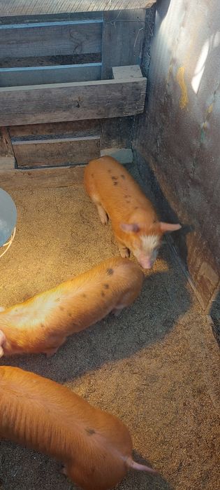 Прасета Дурок микс