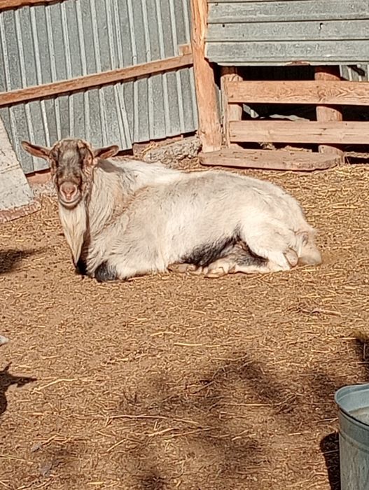 Продам козла "ЗАНИН"