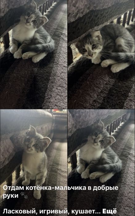 Отдам в хорошие руки