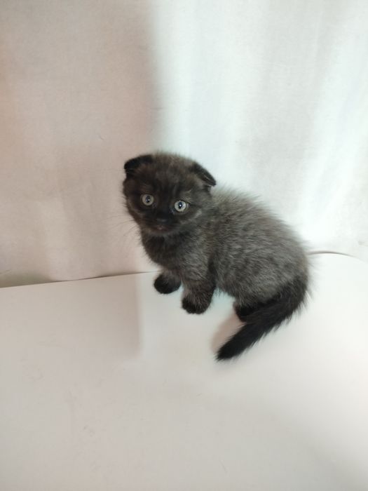 Продаются котята