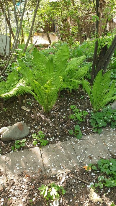 Продам папоротник