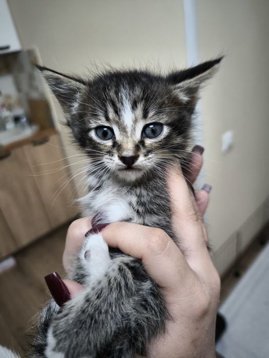 Котёнок (бесплатно)