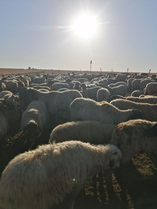 Oii carabașe de vânzare tinere la primul miel și la al doilea miel și la al treilea 100 de bucăți prețul este fix 1000 de lei una peste alta