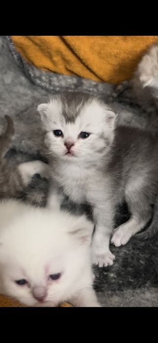 Вислоухие котята