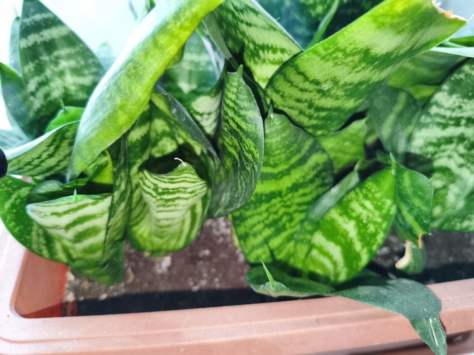 Продам цветы комнатные