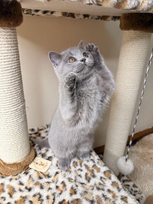 Шотландская кошечка голубой дым | Scottish Straight | 4 мес