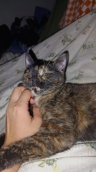 Отдам замечательную кошку
