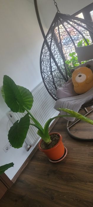 Floare / Planta Alocasia Macrorrhiza (Ureche de elefant)