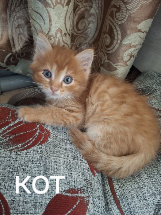 Отдам в добрые руки котят.