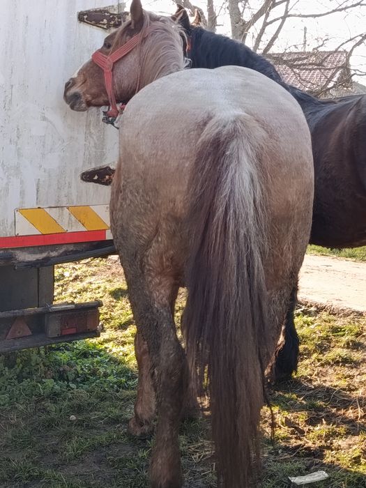 Cal castrat de 5 ani  1,70 înălțime . iapă de 4ani  ,,1.65 înălțime