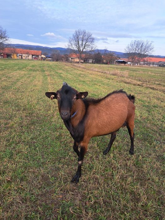 Vand tapisor alpin francez din părinți de elita