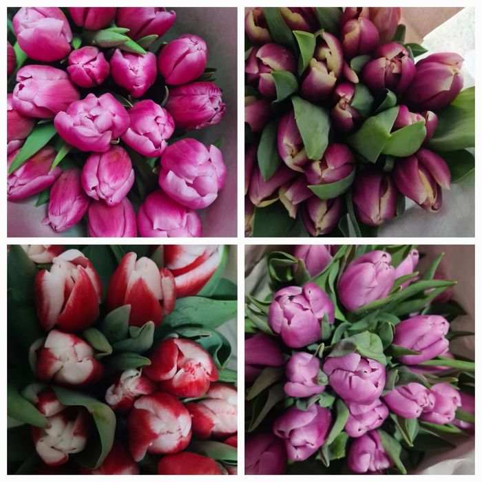 Тюльпан к 8 марта ОПТОМ