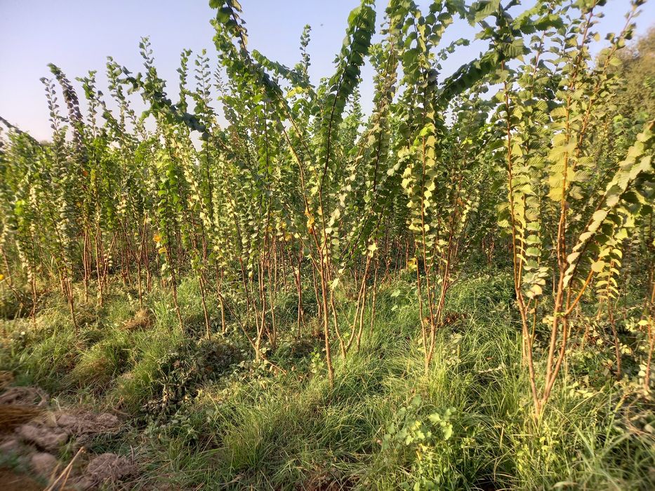 Саженцы декоротивные