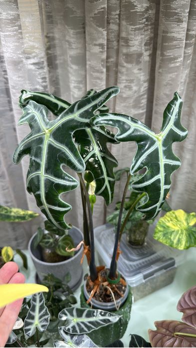 Клубни, детки алоказий