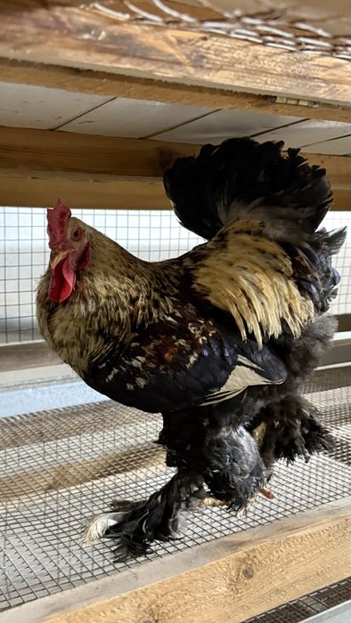 Продаётся петух годовалый