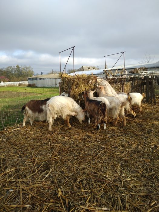 Vind capre sanen vind și iade și țapi