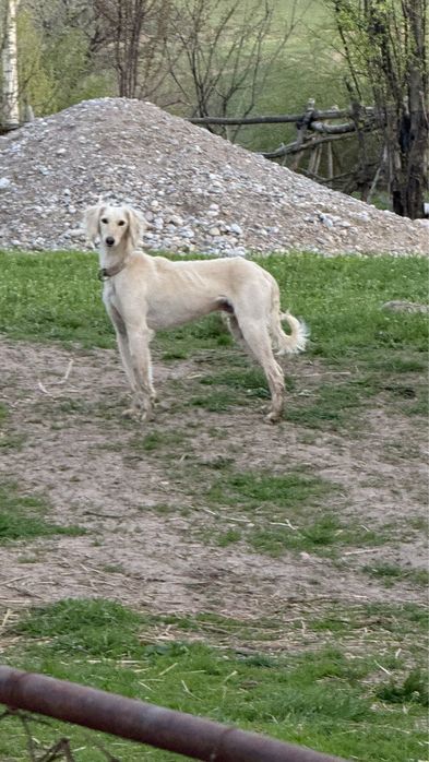 Тазыыы сатыладыы