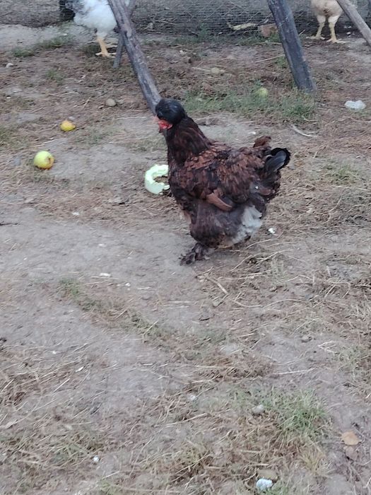 Rățuște leșeștii