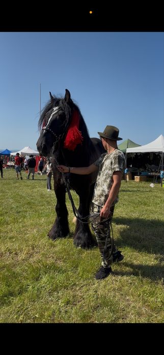 Ofer super armasar pt reproductie din rasa BELGIAN TREKPAARD