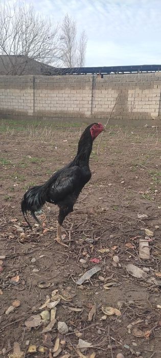 Dakan horoz sotiladi