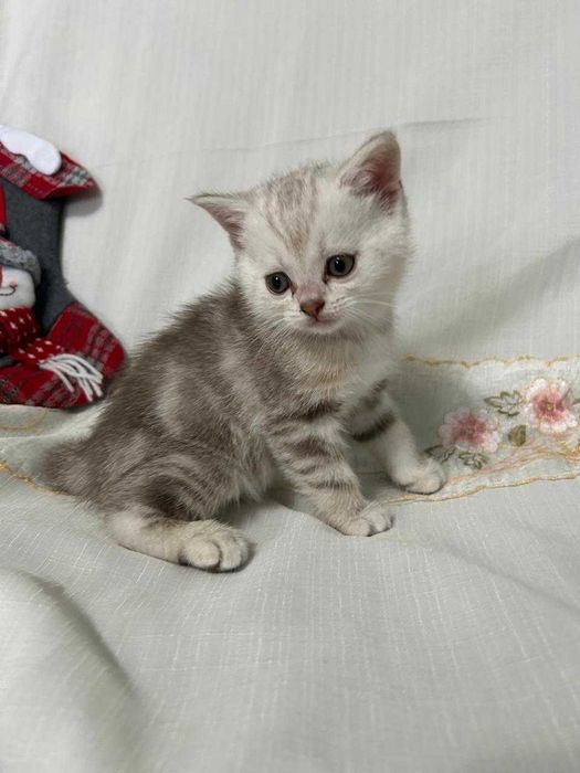 Котята Шотландские  !