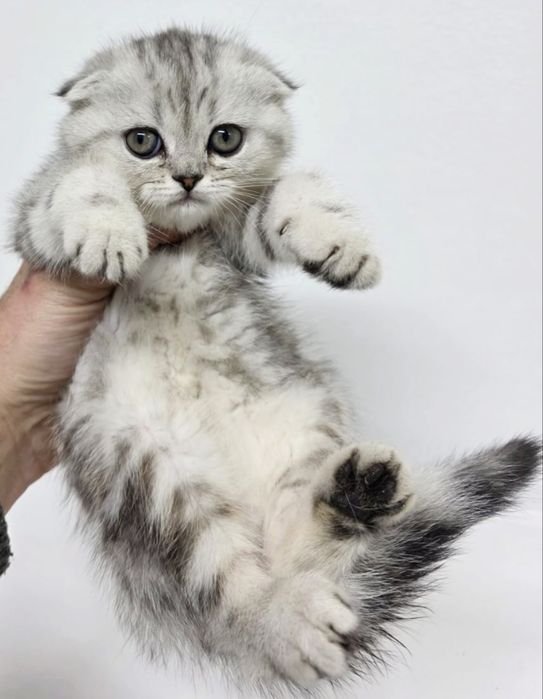 ШоТлаНдские КотЯта висЛоуХие