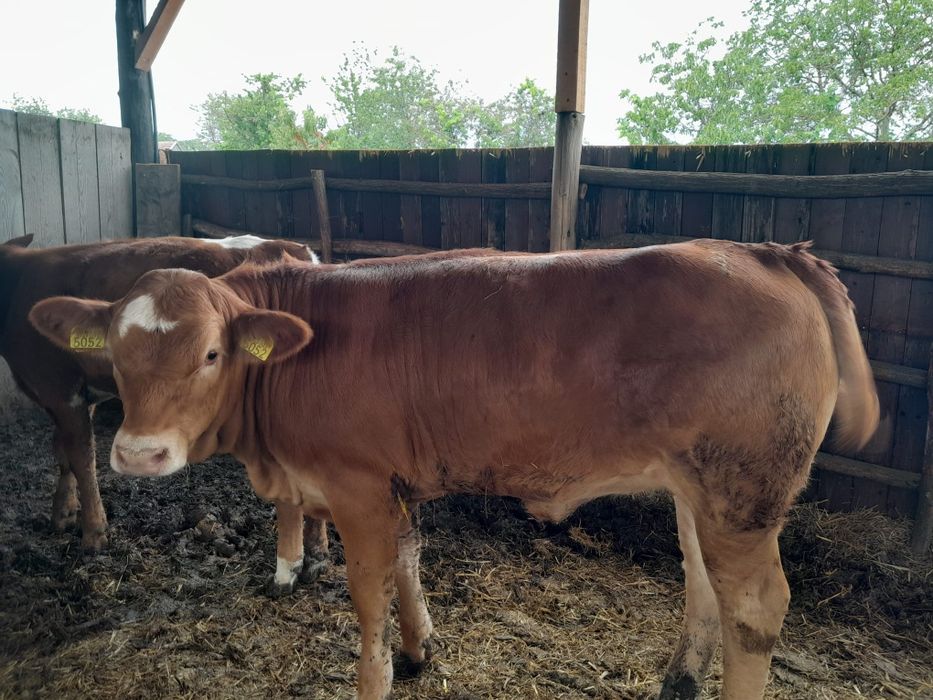 Vând 2 femele una limousine
