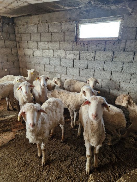 Продам баранов, токты