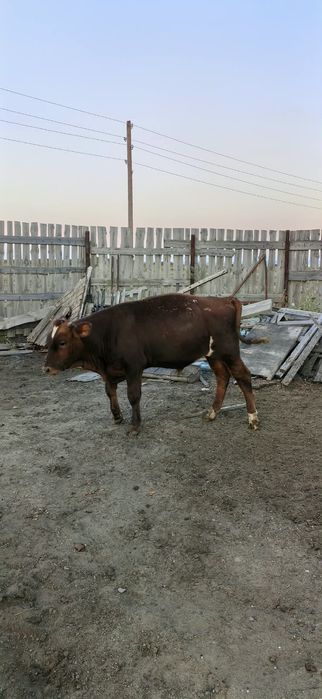 Продам бычков 8 месяцев, на доращивание.