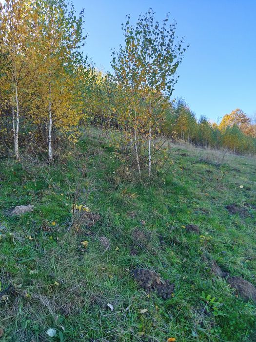 Mesteacăn alb între 0.5 și 4 m