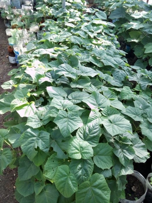 Продава Пауловния томентоса