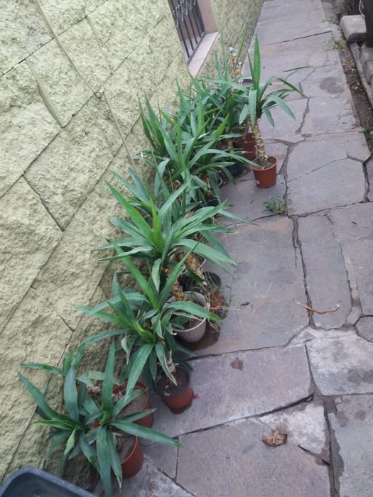 Домашнее растение