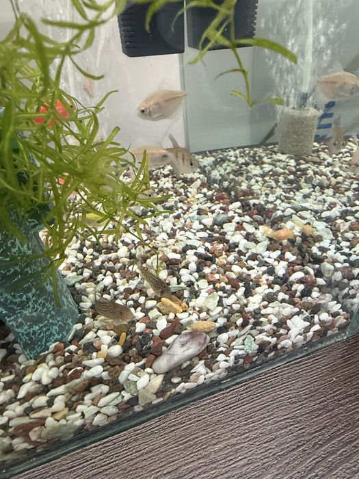 Рыбы Тернеции обмен рыбы, аквариум тернеции