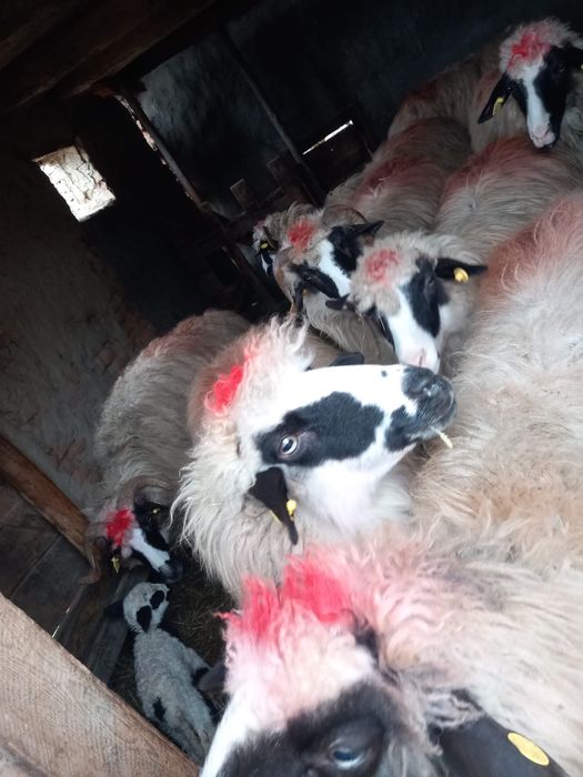 De vanzare oi cu miei