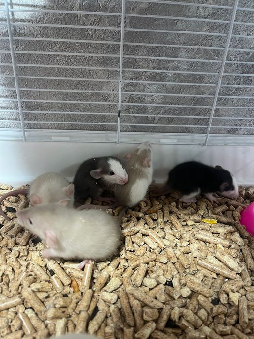 Продам крысят декоративные