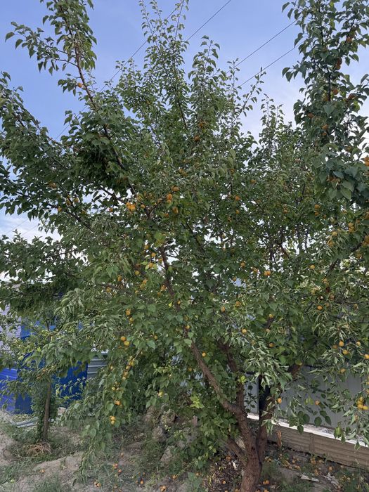 Абрикос Кульсары 300тг