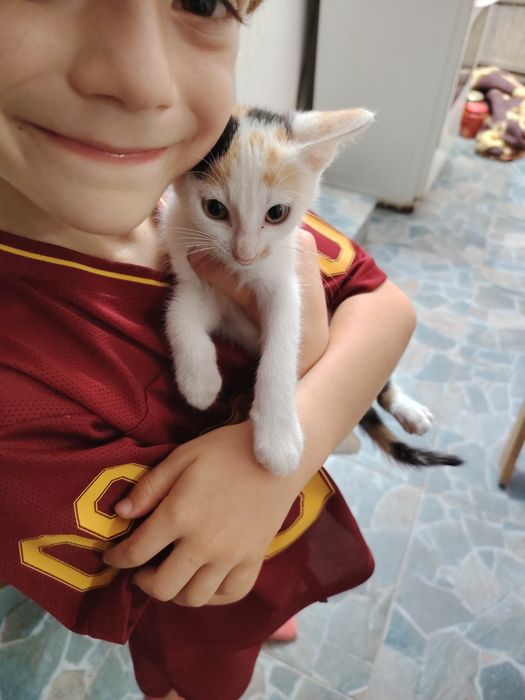 Ofer spre adopție 2 pisicuțe dragalase