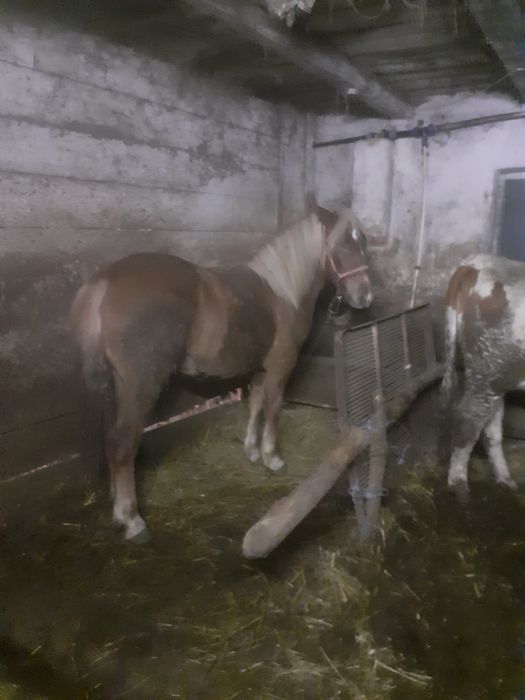 Vând mânză blondă de 1 an și 3 luni