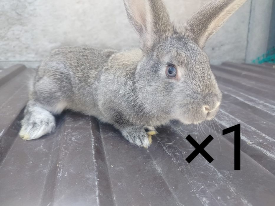 Көжектер 4 айлық