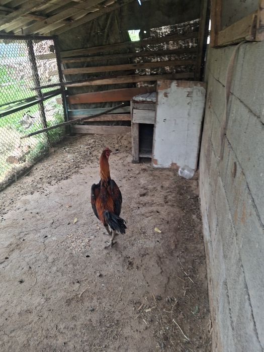 Дакан,кореец, боец