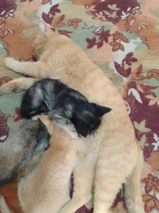 Отдам даром котят