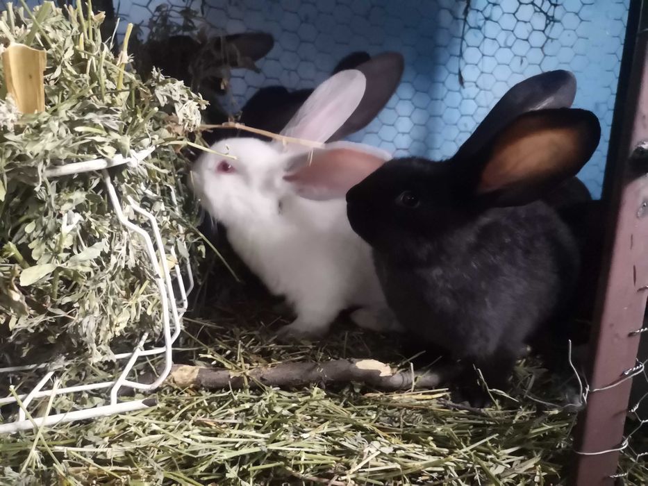 Iepuri Hycole Francez - rasă bună pentru carne!