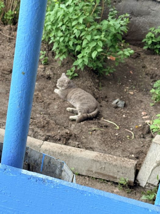 Пристройство кот