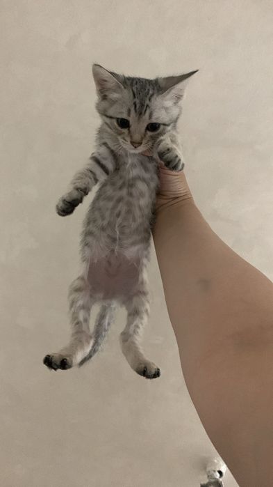 Котята маленькие