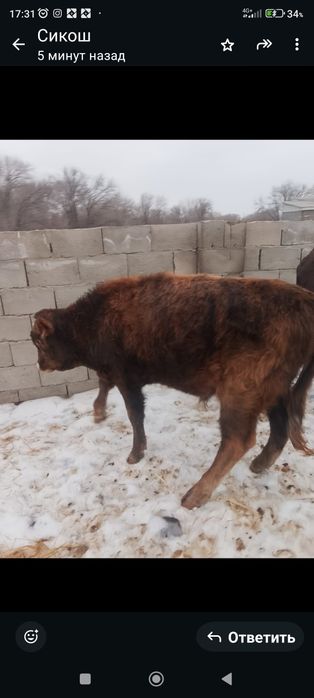 Продам бычка 8,9 месяцев