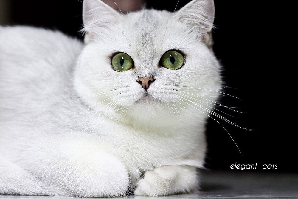 Серебристая шиншилла девочка