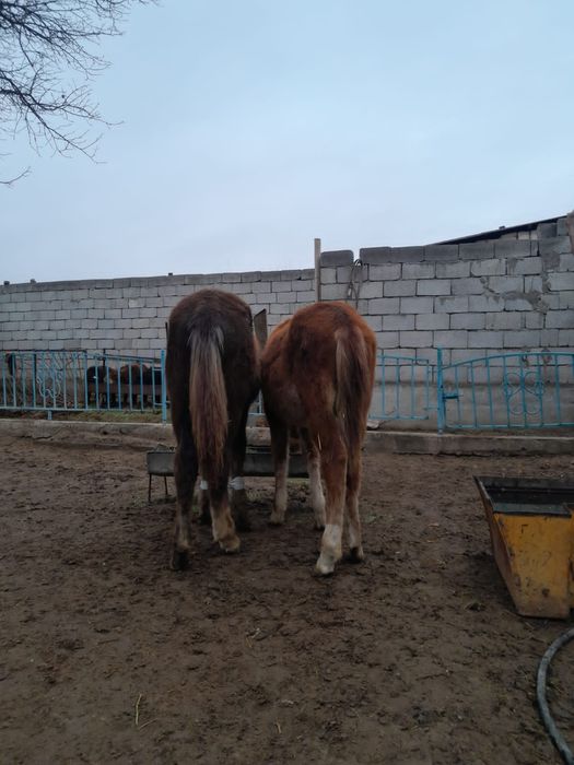 Тайлар сатылады.