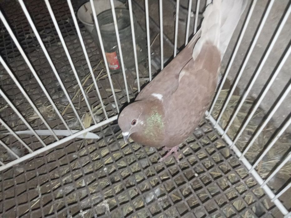 Кептер сатыладыы