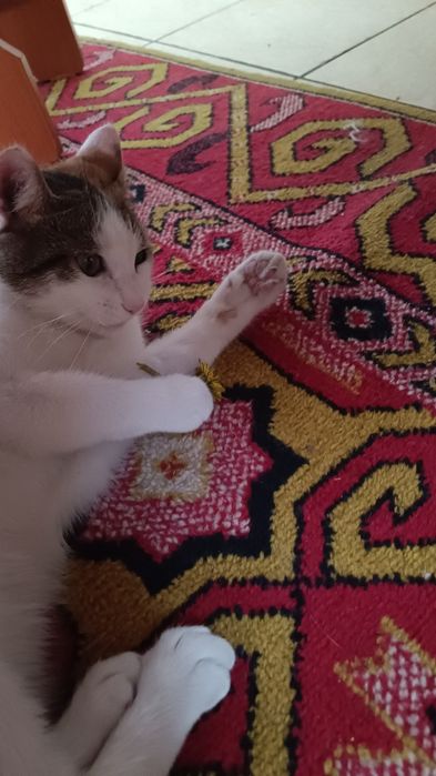 Кошечка 1 годик 6 мес