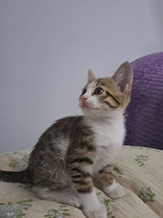 Породистая кошка